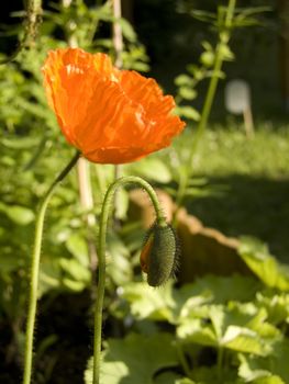 Close up of two red poppy blossoms - outdoor shot