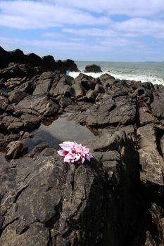 a single flower on the rocks in ireland as the waves roll in