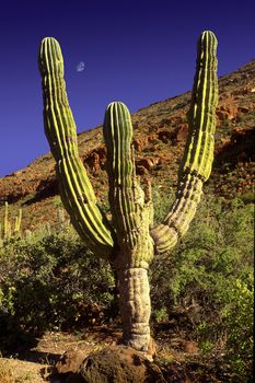 Cerro cactus and boulders on Isla San Francisco Baja Peninsula Mexico Sea of Cortez