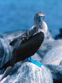 : A solo young Blue Footed landed on beach rocks on Punta Espinosa Isabella Island Galapagos.