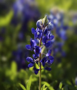 Solo Texas Bluebonnet, official state flower of Texas