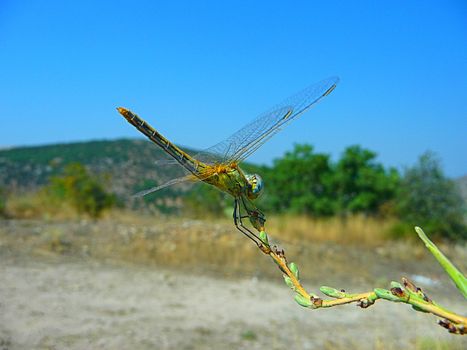 A beautiful dragon-fly sits on a branch