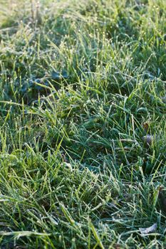 Grass with rime and dew drops in a morning light, selective focus