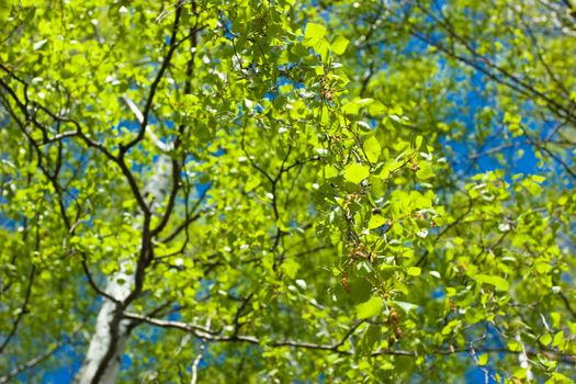 Fresh foliage of birch tree at spring, selective focus