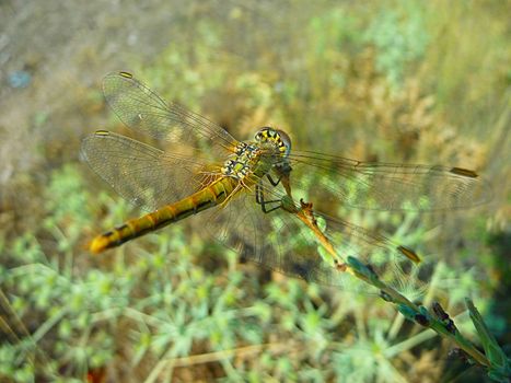 A beautiful yellow dragon-fly sits on a branch