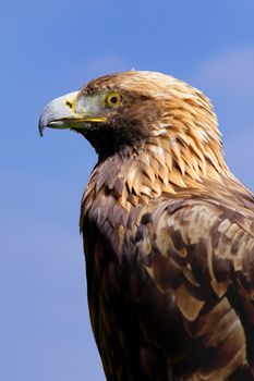 Golden Eagle Aquila chrysaetos