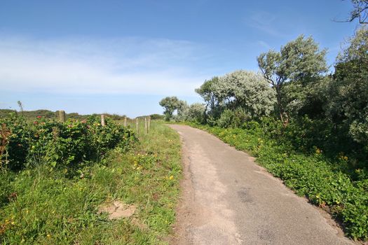 Foot and bicycle path through the dunes in Holland