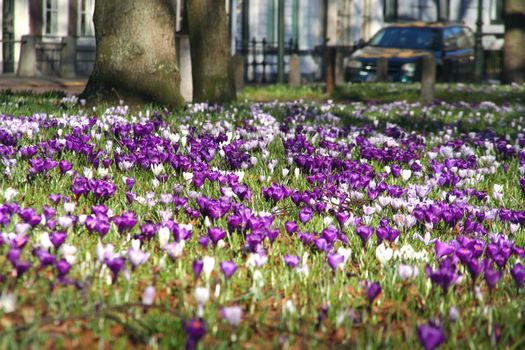 Spring flowers (crocusses) in a city park in The Hague