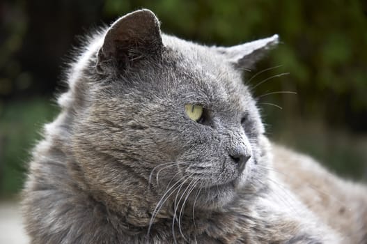 A gray cat laying on the patio