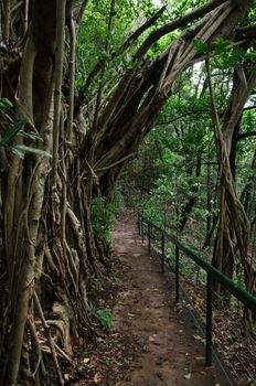 a great image of a path through a rainforest in darwin