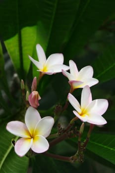 great image of some beautiful frangipani flowers