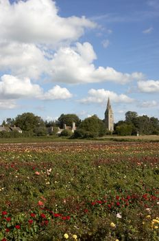 A feild of roses on a rose nursery,with a church in the background