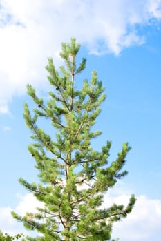 Young pine against the blue summer sky with clouds