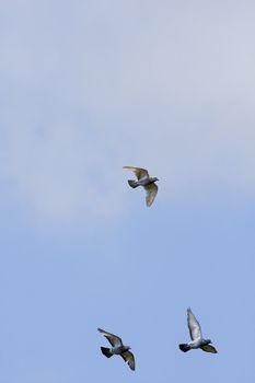 Three flying pigeons over blue sky.