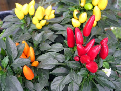 a chili plant with red, yellow, orange color