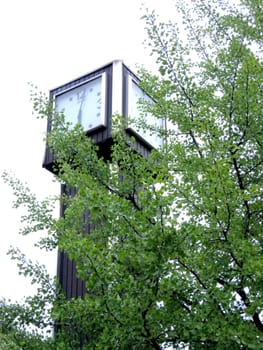 a clock tower behind a gingko tree