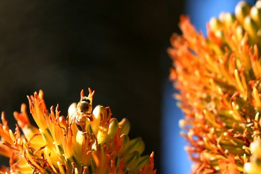 A bee in front of some beautiful orange flowers