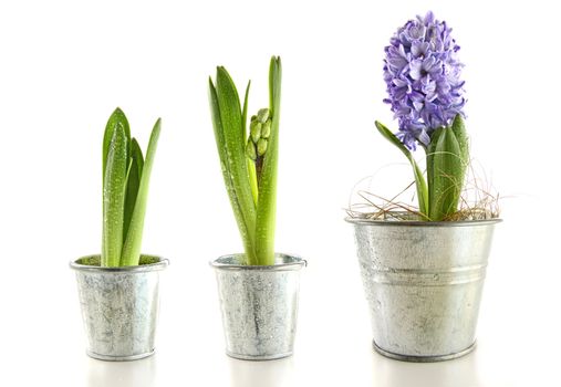 Purple hyacinth in garden pots on white background