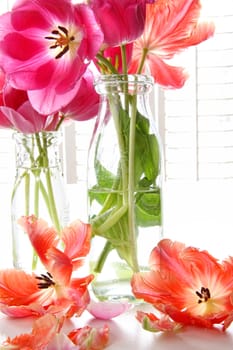 Colorful spring tulips in old milk bottles