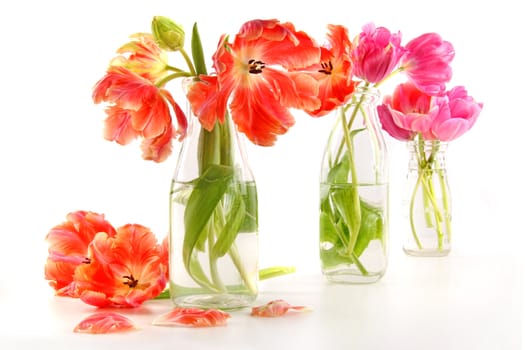 Colorful spring tulips in old milk bottles on white