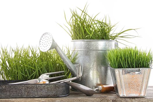 Garden tools and watering can with grass on white