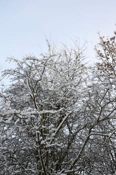 A tree covered in snow with an overcast sky