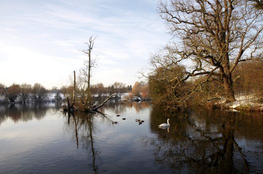 A swan swimming on a lake in winter