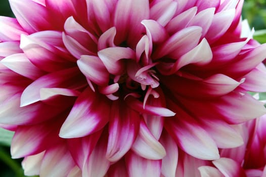 Beautiful, flower - chrysanthemum, closeup photo. Purple and white colors.