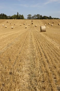 summer landscape with hay bales and deep blue skyscape