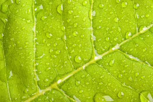 Green leaf with water droplets macro