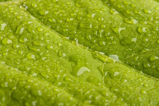 Green leaf with water droplets - shallow DOF