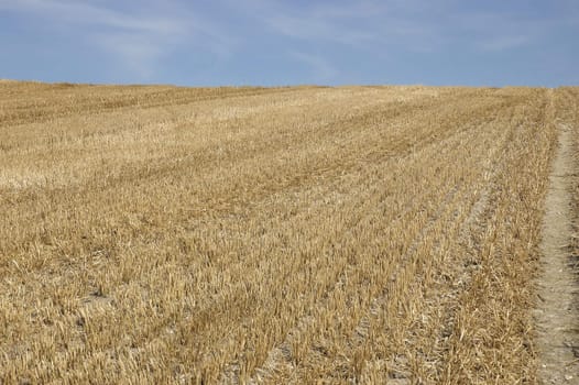 summer landscape with hay bales and deep blue skyscape