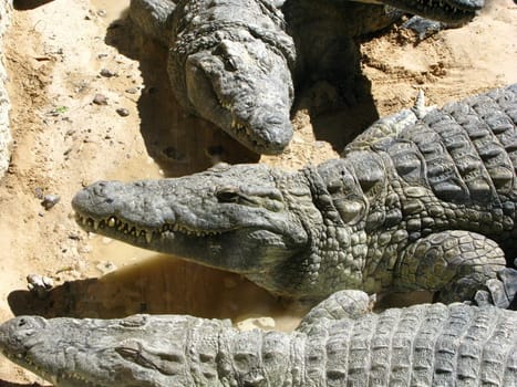 crocodile