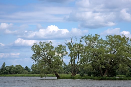 Lonely green tree at the russian river Volga