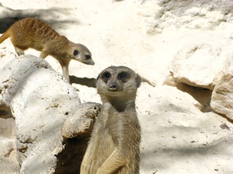 meerkat