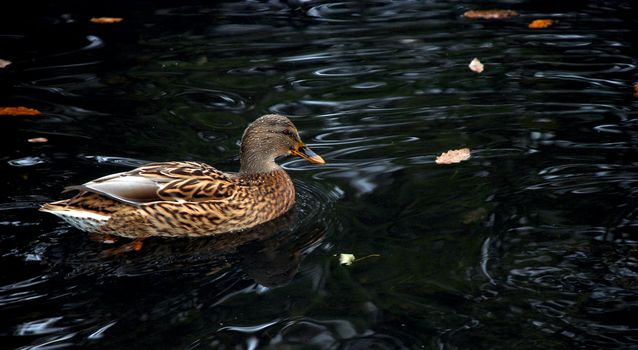 A photograph of a mallard hen swimming in a lake amongst autumn leaves