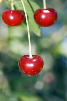 big sweet and juicily cherries on a Tree.