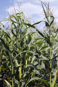 corn in field on the blue sky