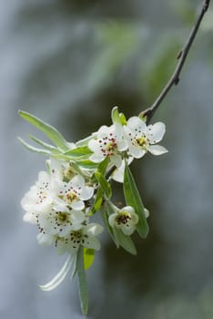 Branch with white blossom in spring on pear tree and water in the background