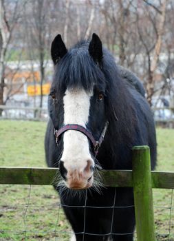A photograph of a black and white horse behind a fence with a bridle and whiskers