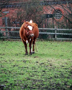 A photograph of a brown and white heifer in a field of grass