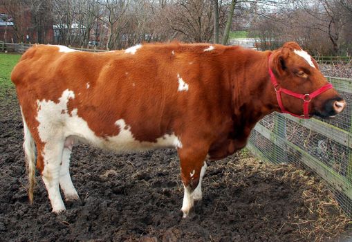 A photograph of a bridled heifer taken from the side