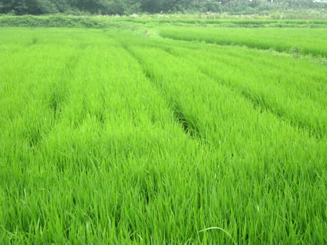 a rice field in seoul, korea