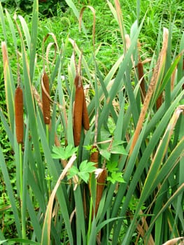 a botany of reeds