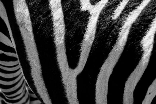 Closeup of a zebra pattern with black and white stripes