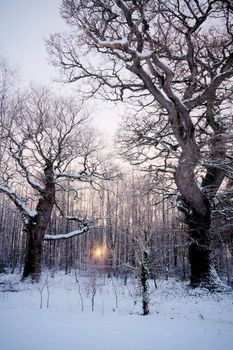 Sun breaking through the trees in snow filled forest scene