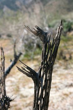 The basis of the dried up cactus in desert.