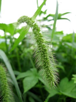 Foxtail and Branch Details