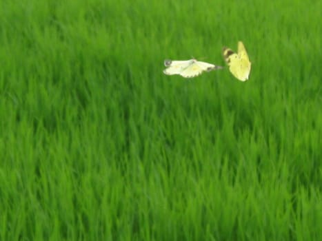 two butterfly are flying in a field