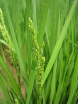 close up for the spike of rice 